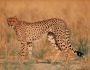Cheetah, Pelari Tercepat Di Dunia