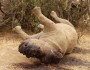 Tingkat Perburuan Badak Liar di Afrika Selatan Mengkhawatirkan